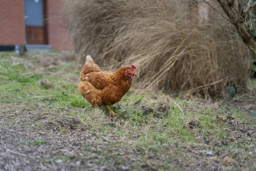 OPTION - Duplex A+ 3ch, jardin & infrastructures partagées - photo 18