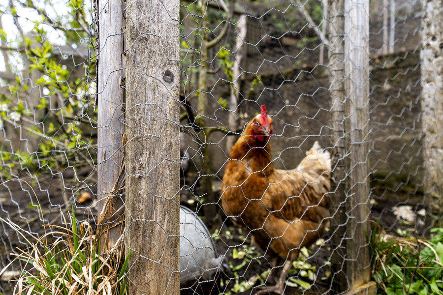 Spacieuse maison de caractère 5ch. + jardin - photo 23
